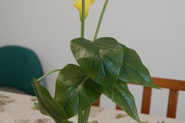 Photo 38