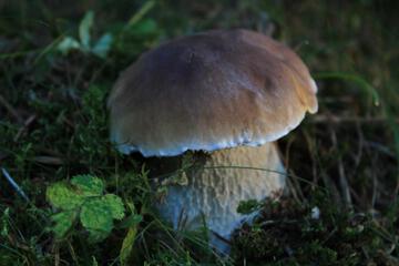 Photo 26