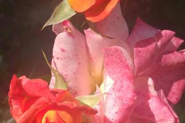 Photo 56