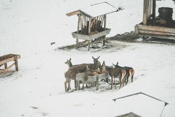 Sledding