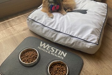 Pet-friendly