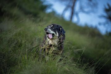 Pet-friendly