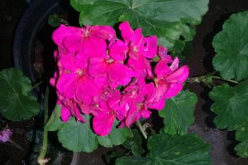 Photo 32