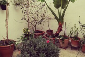 Terrace or Patio