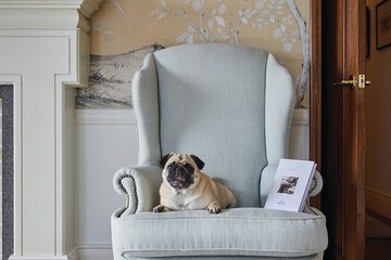 Pet-friendly