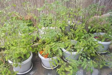 Photo 43