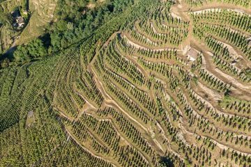 Vineyard