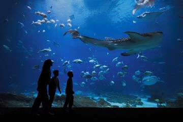 Children's activities