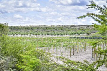 Vineyard