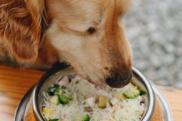Pet-friendly amenities