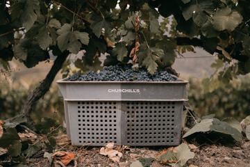 Vineyard