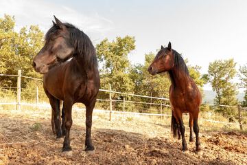 Horseback riding