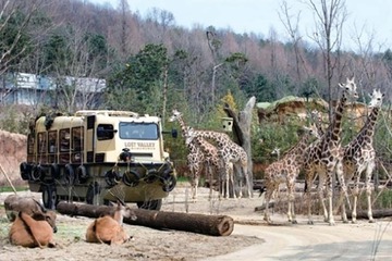 Safari