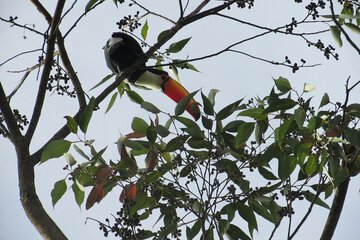 Game viewing