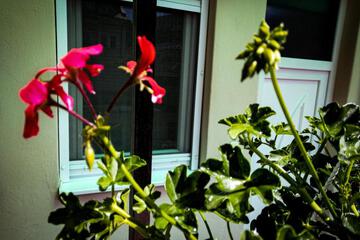 Photo 36
