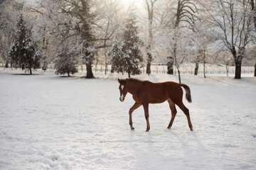 Horseback riding