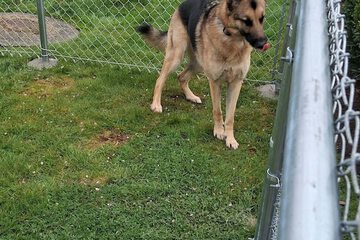 Pet-friendly amenities