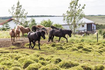 Horseback riding