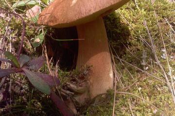 Photo 26