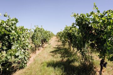 Winery