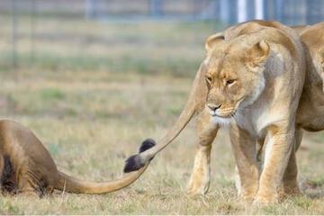 Safari