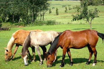 Horseback riding