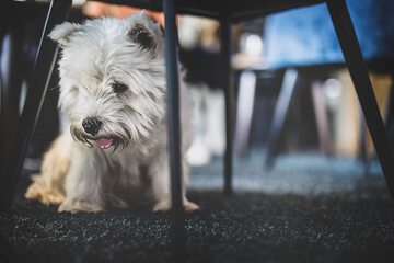 Pet-friendly