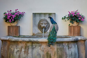 Fountain