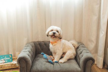 Pet-friendly