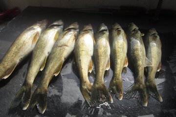Fishing
