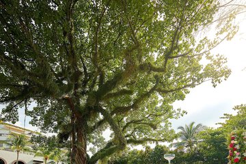 Outdoor wedding area