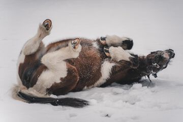 Horseback riding