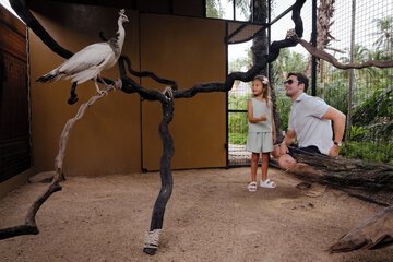 Safari