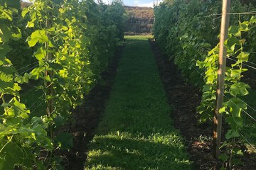 Winery
