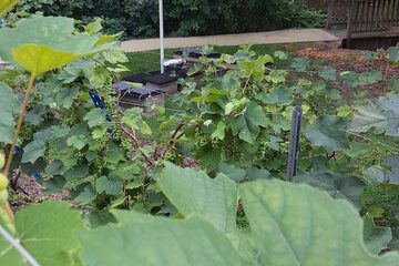 Vineyard