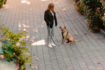 Pet-friendly
