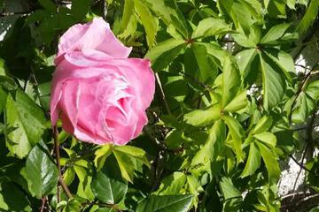 Photo 52