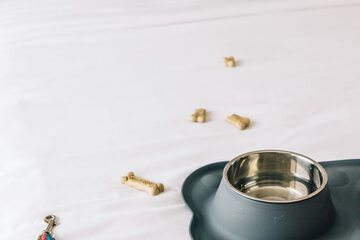 Pet Friendly 80 of 90