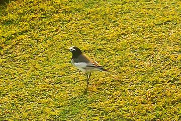 Photo 44