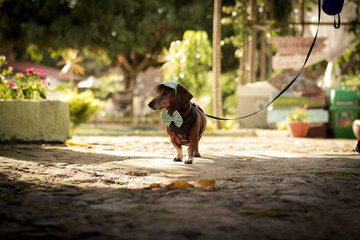 Pet-friendly amenities