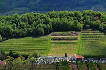 Vineyard