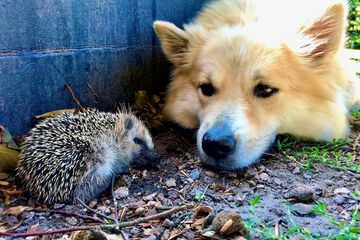 Pet-friendly