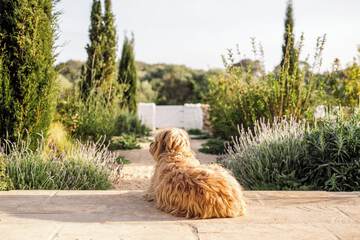 Pet-friendly