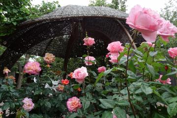 Photo 25