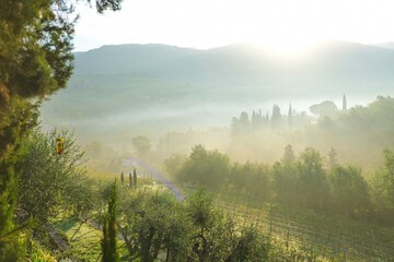 Vineyard
