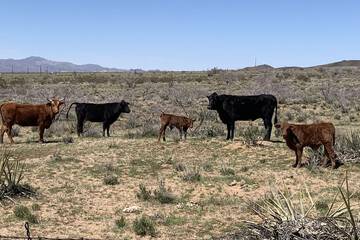 Game viewing