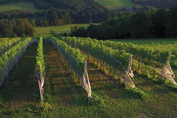 Winery