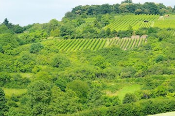 Vineyard