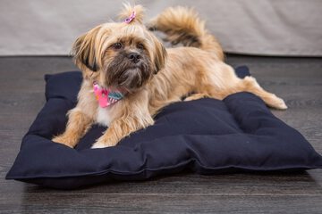 Pet-friendly