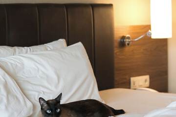 Pet-friendly